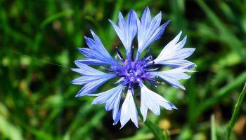 Въртележка