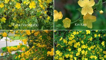 Видове Kerria japonica