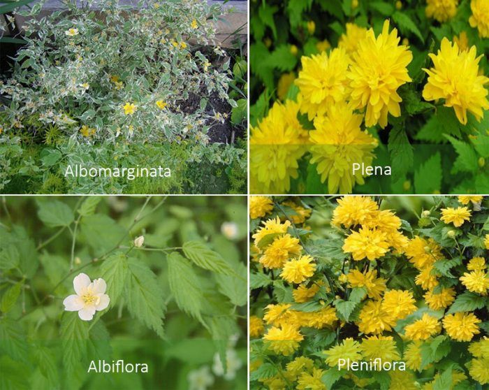 Видове Kerria japonica