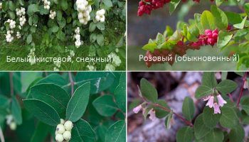 Видове снежна боровинка