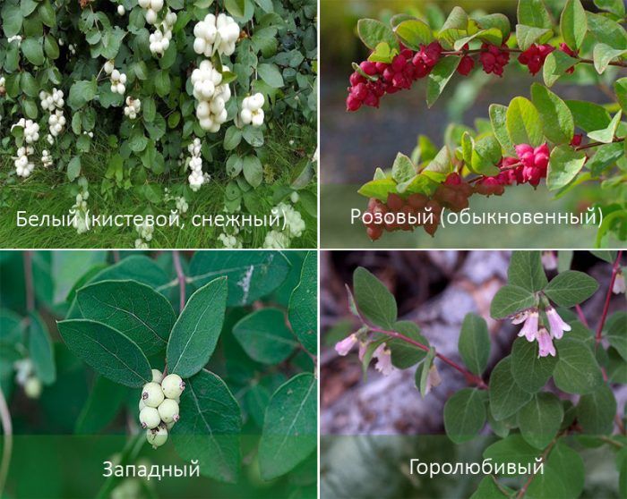 Видове снежна боровинка