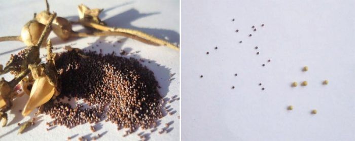 Επιλογή σπόρων πετούνιας