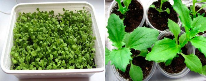 Καλλιέργεια σπορόφυτων mimulus