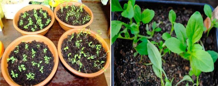 Καλλιέργεια σπορόφυτων Nemesia