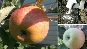 Ябълково дърво Медуница