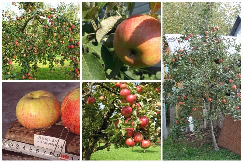 Различни видове медуничка Дървета и плодове на медуница