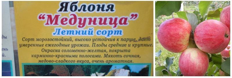 Ябълки от Медуница Ябълково дърво медуница и неговото описание