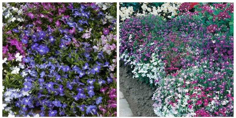 Λομπέλια κορδόνι από μαργαριτάρια Σειρά από μαργαριτάρια