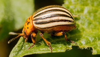 Борба с колорадския бръмбар