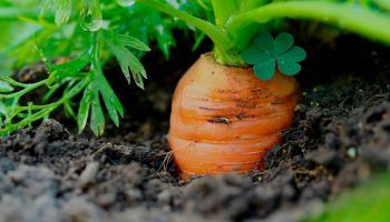 Отглеждане на моркови