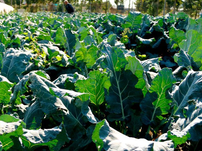 Καλλιέργεια μπρόκολου