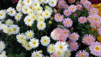 Хризантема