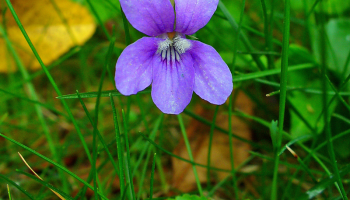 Горска теменужка