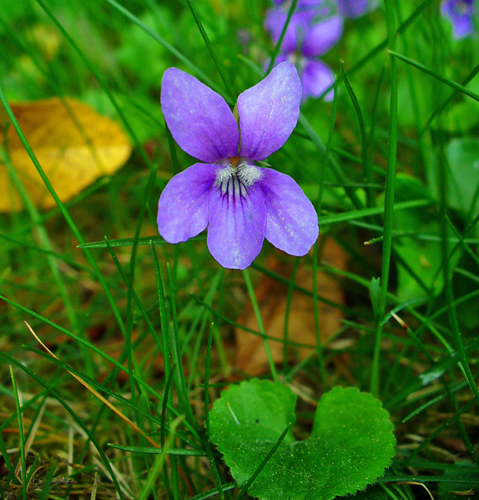 Горска теменужка