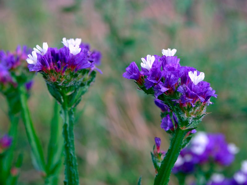Лимониумът е двугодишно растение. Статис
