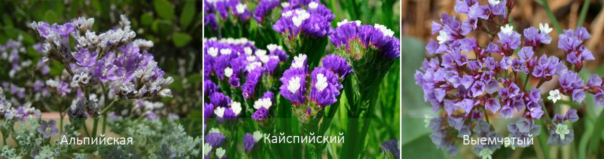 Съществуващи разновидности на статица Видове статици