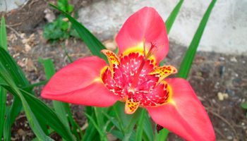 Снимка на Тигридия