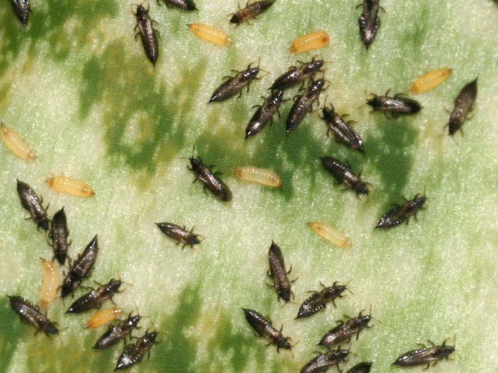 Вредители Трипси