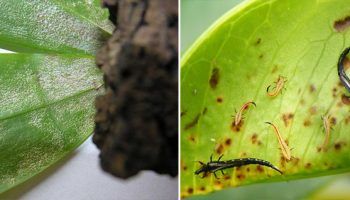 Трипси по орхидеите