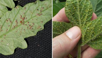 Трипси по доматите