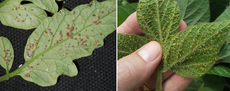 Трипси по доматите