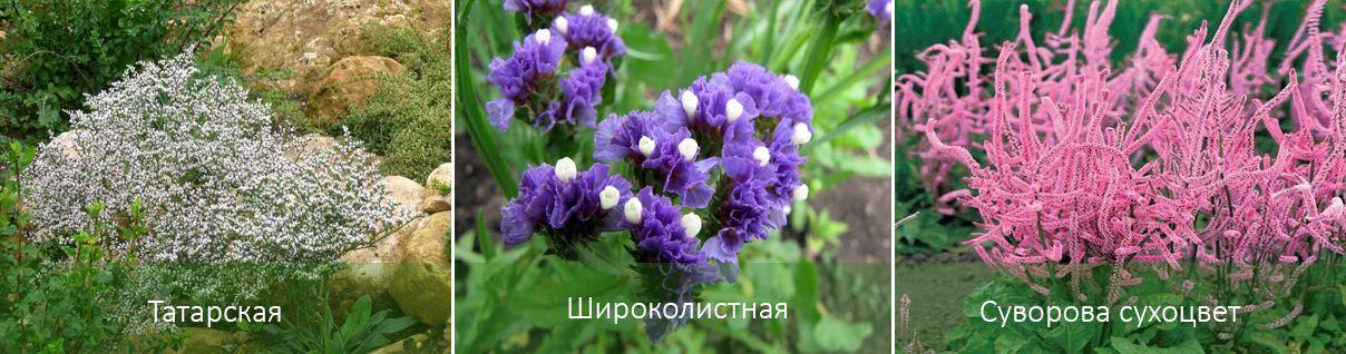 Популярни видове статици Видове статици