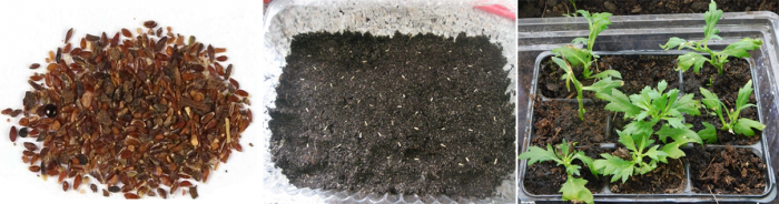 Хризантема