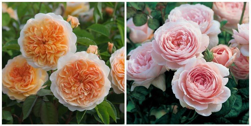 Английски градински рози английски