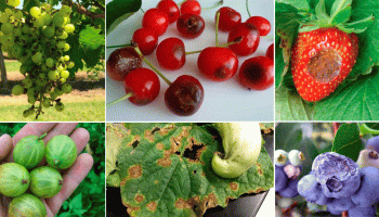 Антракноза