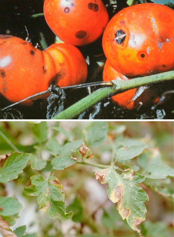 Медна глава Антракноза по доматите
