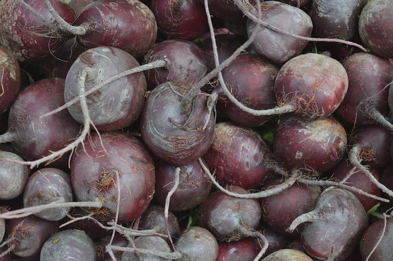 Изкопано цвекло Цвекло