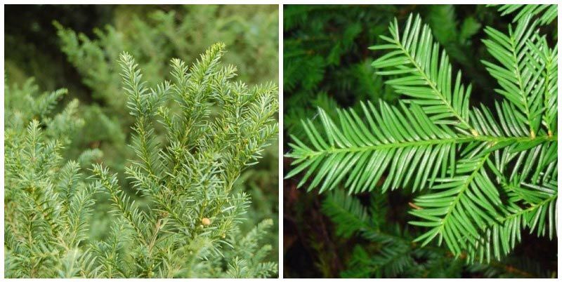 Канадски тис канадски