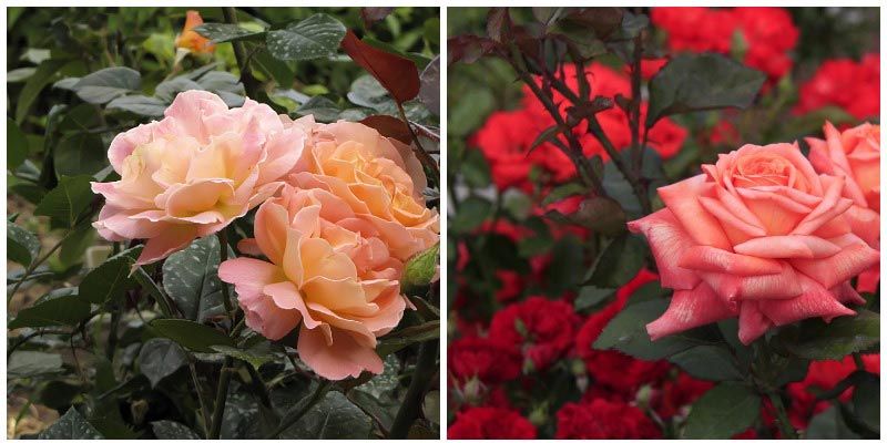 Хибридни чайни градински рози Хибриден чай