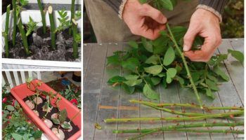 Резници на рози през есента