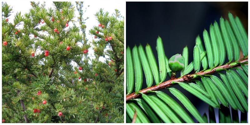 Късолистна тисова Късолистна