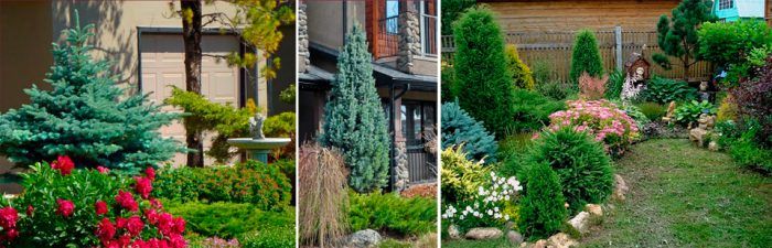 Смърч и цветя