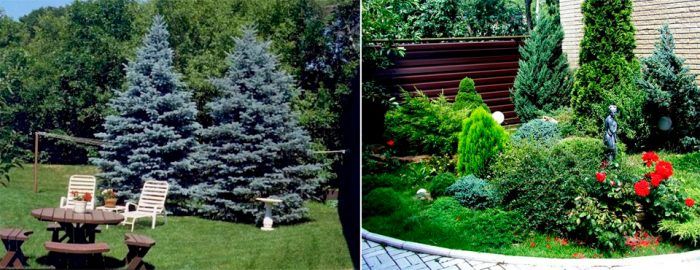 Смърч в пейзажа