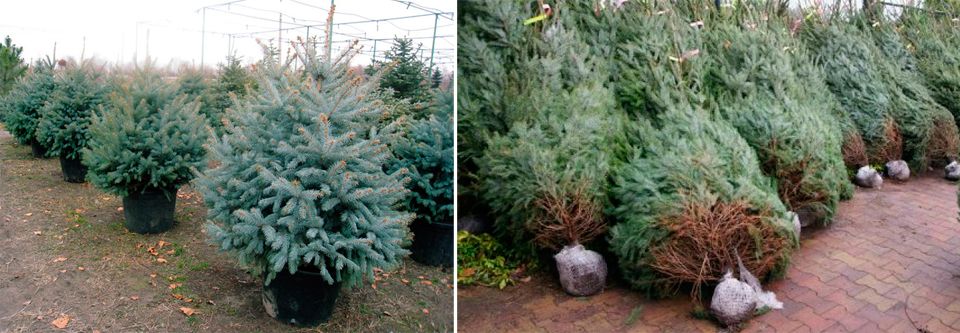 Малки коледни елхи Разсад от смърч