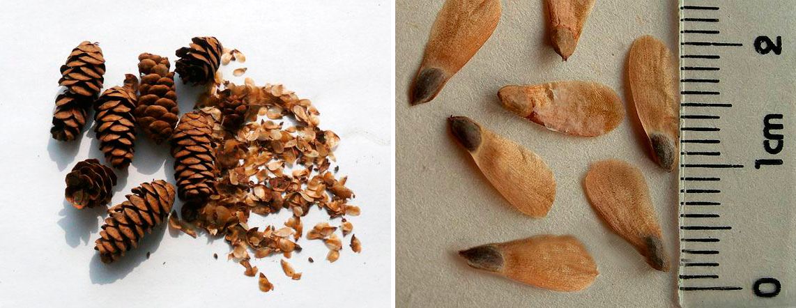 Размножаване чрез семена Семена от смърч