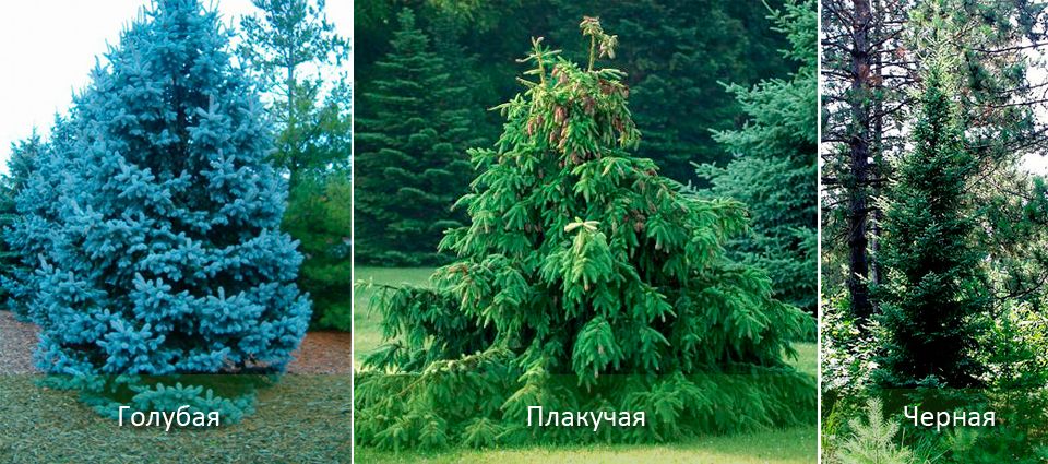 Син, плачещ и черен смърч Сортове смърч