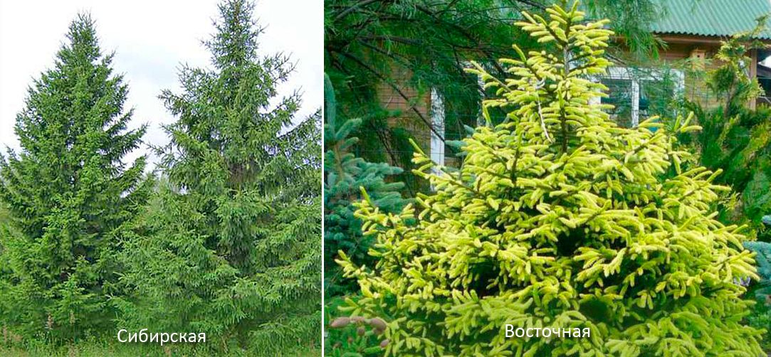 Два вида Сибирски и Източен