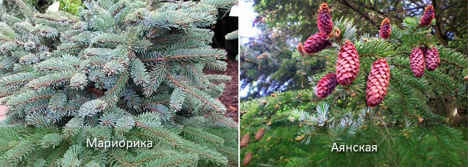Мариорикa и аянски смърч Красиви смърчови дървета