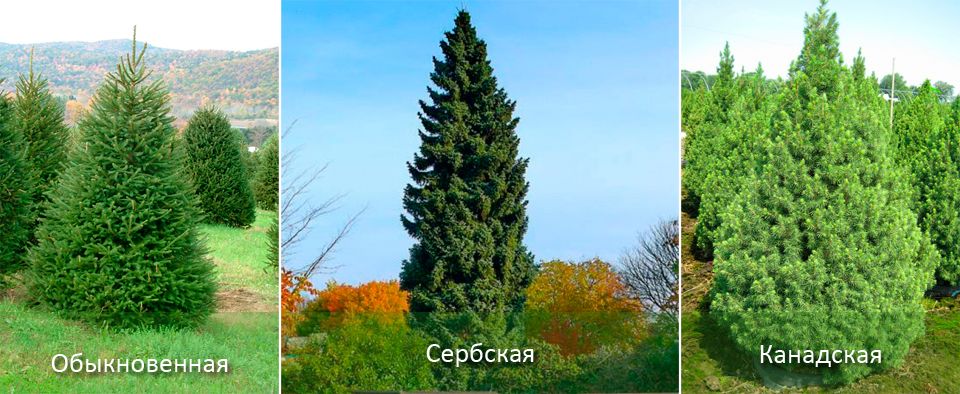 Обикновен смърч и други Видове смърч