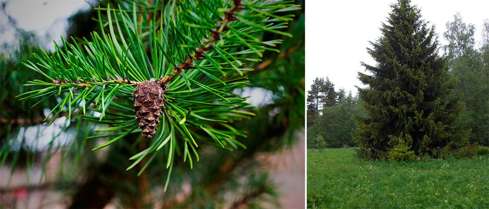 Иглолистно дърво Смърч