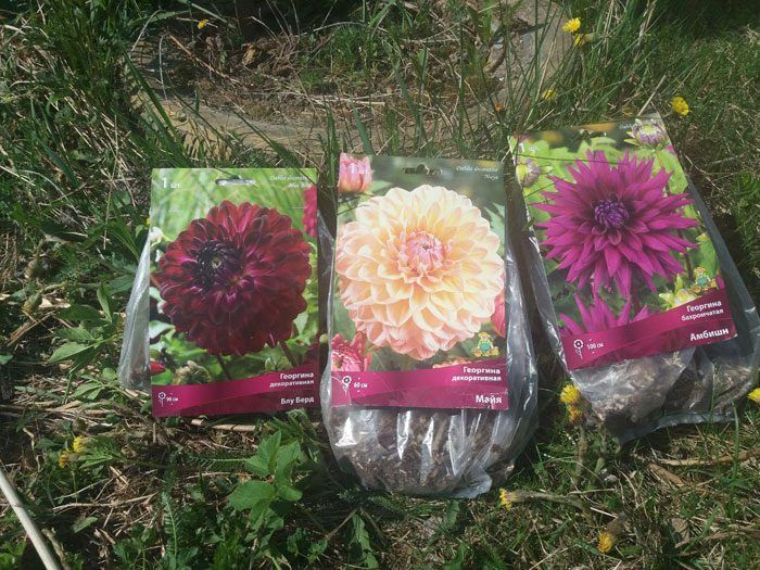 Τρεις ντάλιες