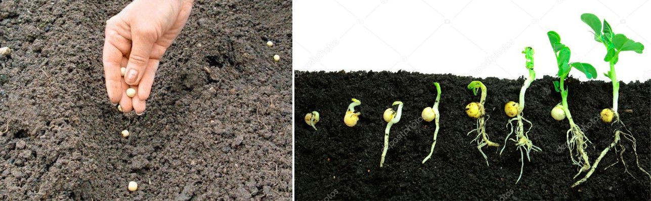 Отглеждане на грах Засаждане на грах