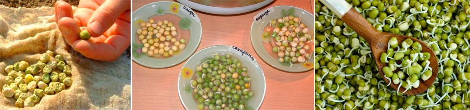 Покълващи семена от грах Семена от грах