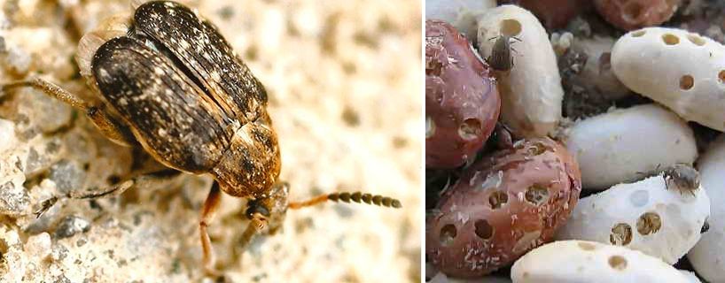 Вредител по бобовите растения Бръмбар Брухус