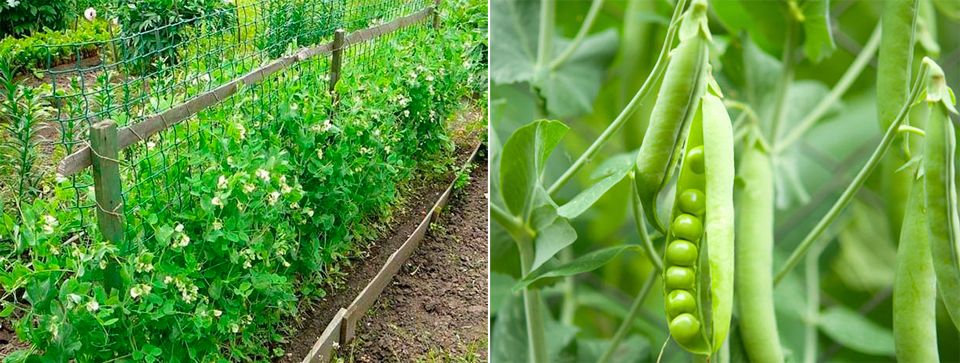 Отглеждане на грах Грах