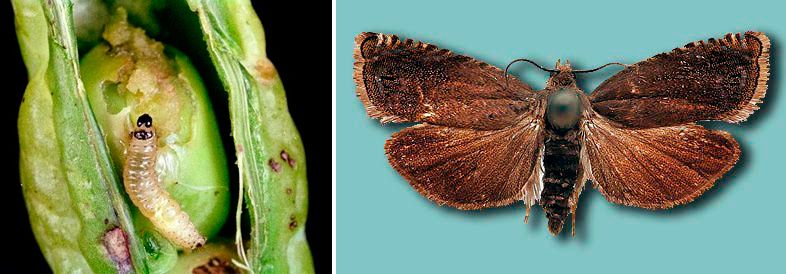 Опасен вредител по граха Грахов молец